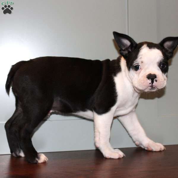 Dante, Boston Terrier Puppy